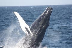Private Whale Watching Tour – 27ft Proline | Pearl Islands