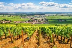 Burgundy Wine Tasting Small-Group Tour in Chablis from Paris