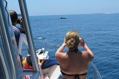 Private Whale Watching Tour – 27ft Proline | Pearl Islands