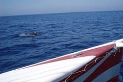 Half-Day Catamaran Trip in Menorca