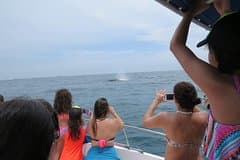 Private Whale Watching Tour – 27ft Proline | Pearl Islands