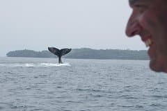 Private Whale Watching Tour – 27ft Proline | Pearl Islands