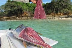 Private Fishing & Island Hopping – 27ft Proline | Pearl Islands