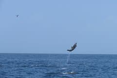 Private Whale Watching Tour – 27ft Proline | Pearl Islands