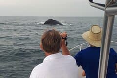 Private Whale Watching Tour – 27ft Proline | Pearl Islands