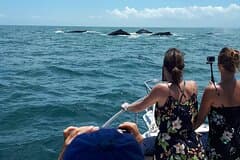 Private Whale Watching Tour – 27ft Proline | Pearl Islands