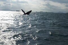 Private Whale Watching Tour – 27ft Proline | Pearl Islands