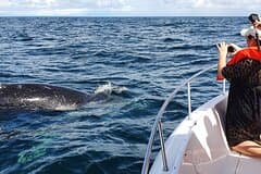 Private Whale Watching Tour – 27ft Proline | Pearl Islands