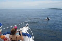 Private Whale Watching Tour – 27ft Proline | Pearl Islands