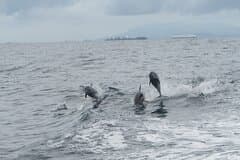 Private Whale Watching Tour – 27ft Proline | Pearl Islands