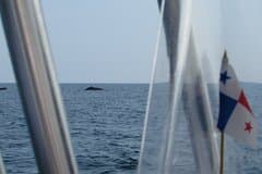 Private Whale Watching Tour – 27ft Proline | Pearl Islands