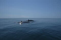Private Whale Watching Tour – 27ft Proline | Pearl Islands