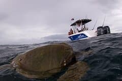Private Whale Watching Tour – 27ft Proline | Pearl Islands