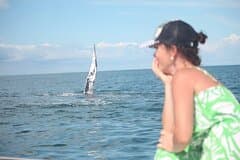 Private Whale Watching Tour – 27ft Proline | Pearl Islands