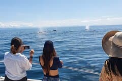 Private Whale Watching Tour – 27ft Proline | Pearl Islands