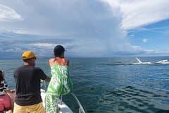 Private Whale Watching Tour – 27ft Proline | Pearl Islands