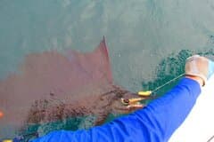 Private Sport Fishing – 27ft Proline | South Pearl Islands