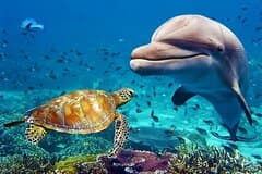 Burj Khalifa and Dubai Aquarium Combo Admission Ticket