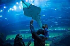 Burj Khalifa and Dubai Aquarium Combo Admission Ticket