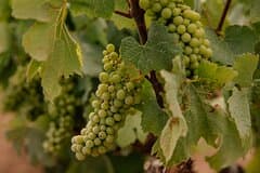 Barcelona: PRIORAT Wine Tour and 2 Wine Tastings & 3-Course Meal